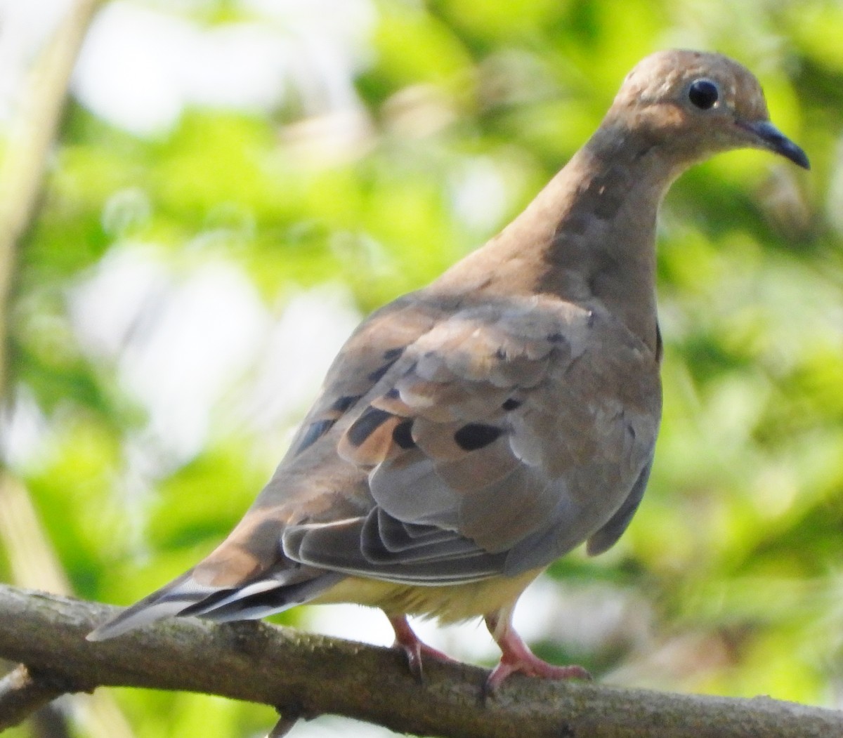 Mourning Dove - alan murray