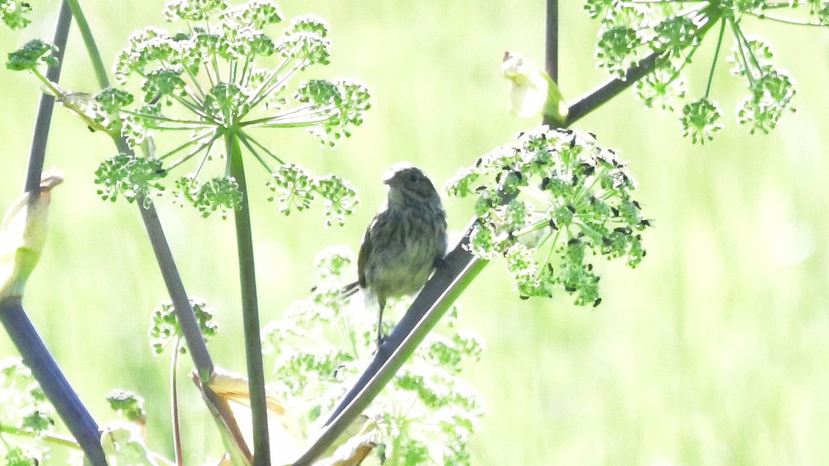 Lincoln's Sparrow - ML622132494