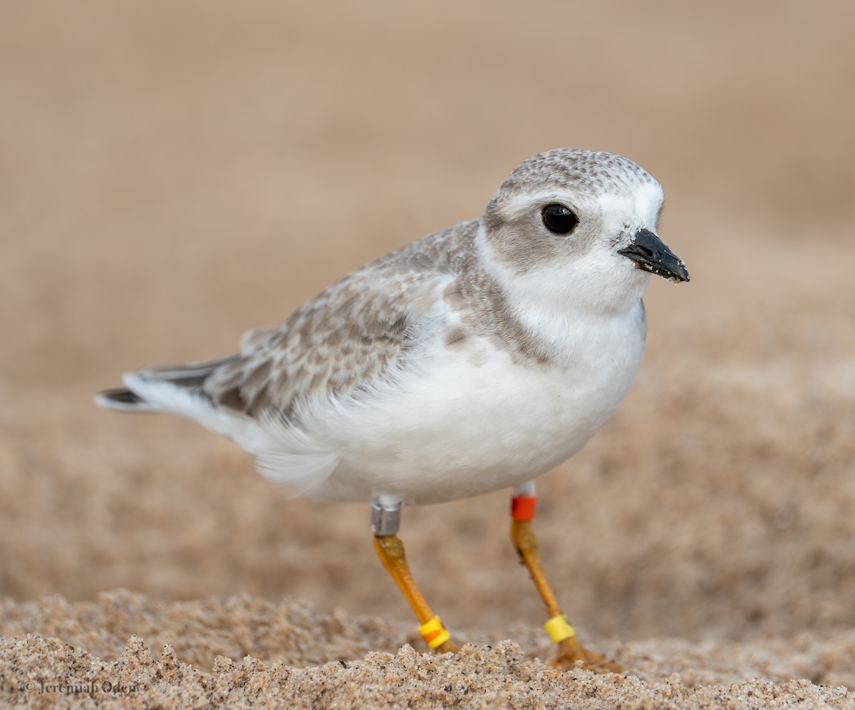Piping Plover - ML622132529