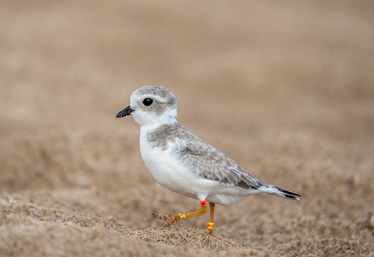 Piping Plover - ML622132530