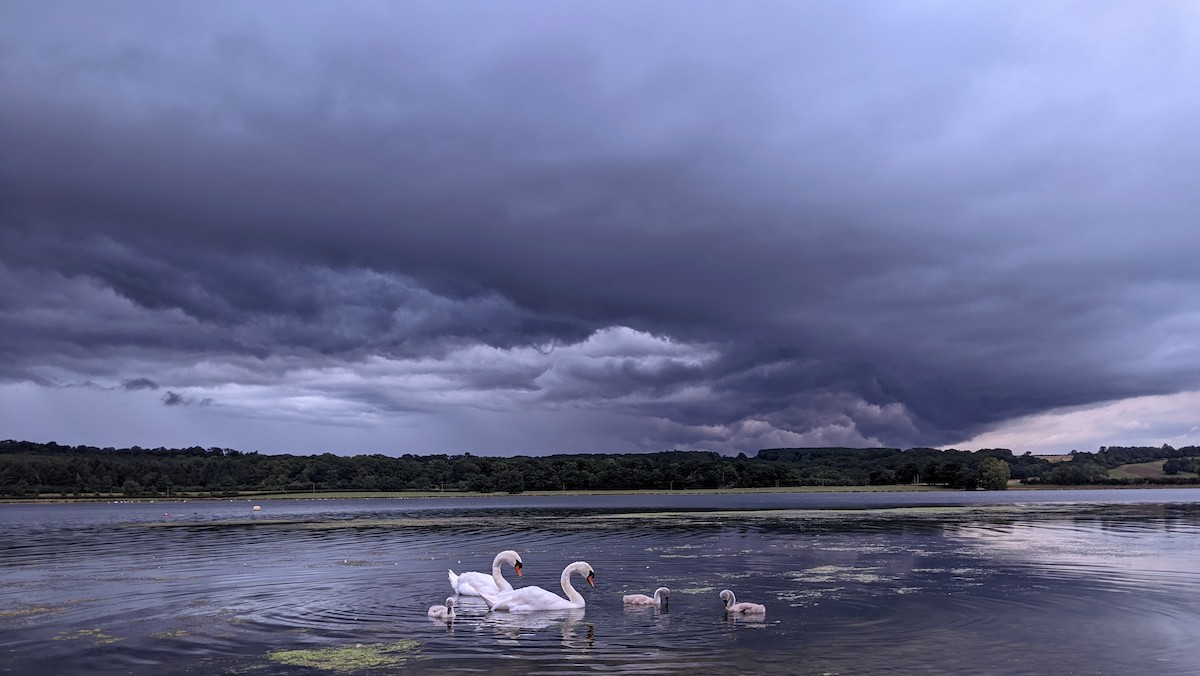 Mute Swan - Rich Bayldon