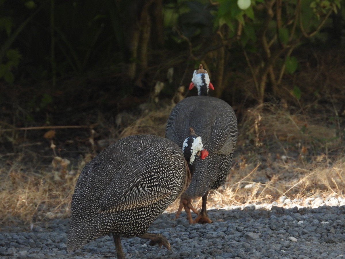 Helmeted Guineafowl - ML622132559