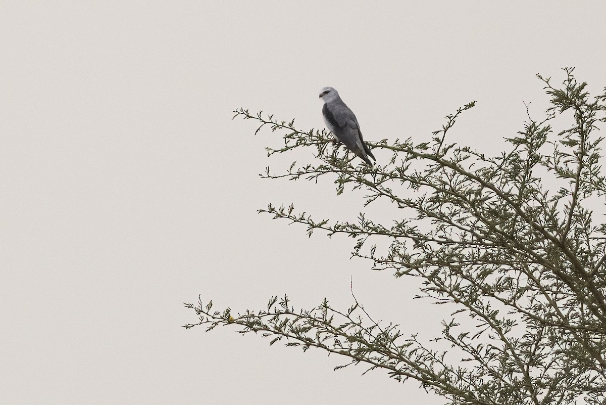 Black-winged Kite - ML622132573