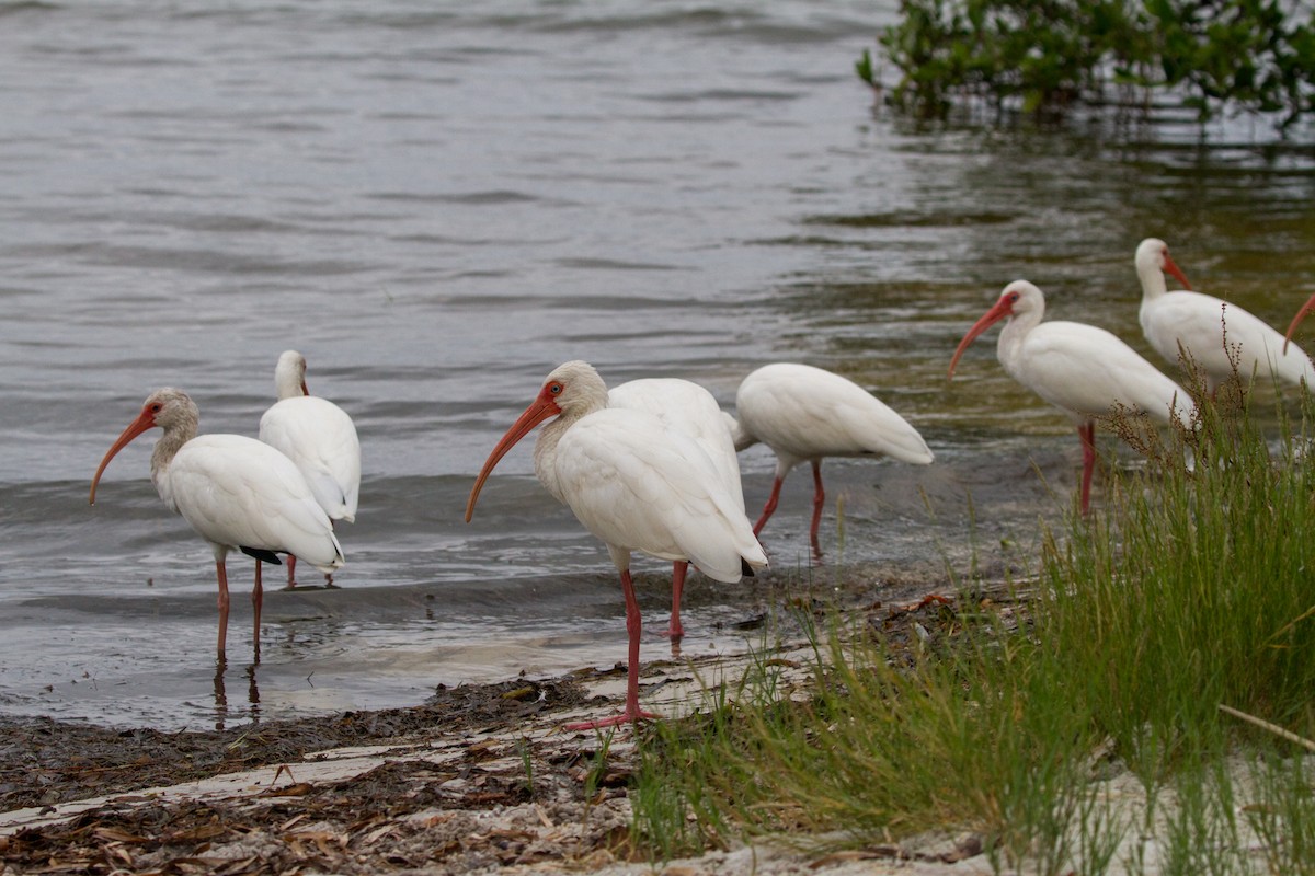 White Ibis - ML622132575