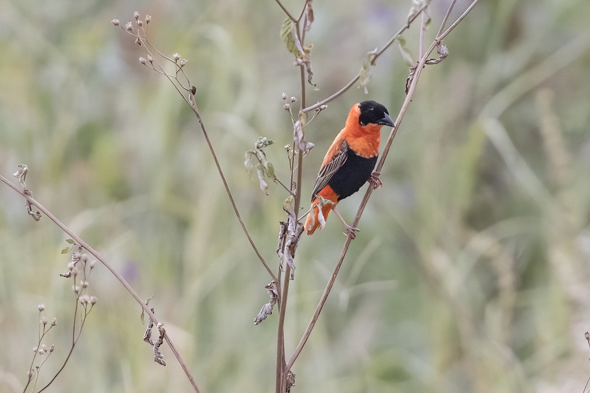 Northern Red Bishop - ML622132579