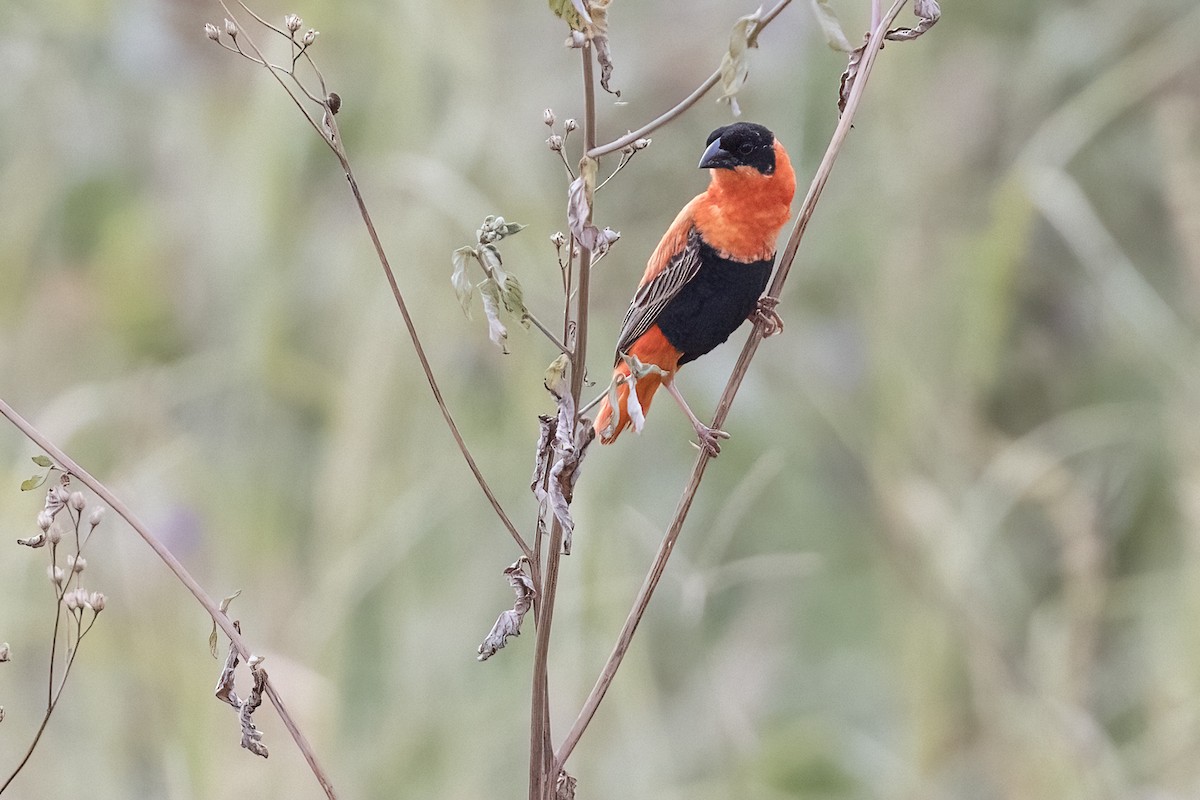 Northern Red Bishop - ML622132580