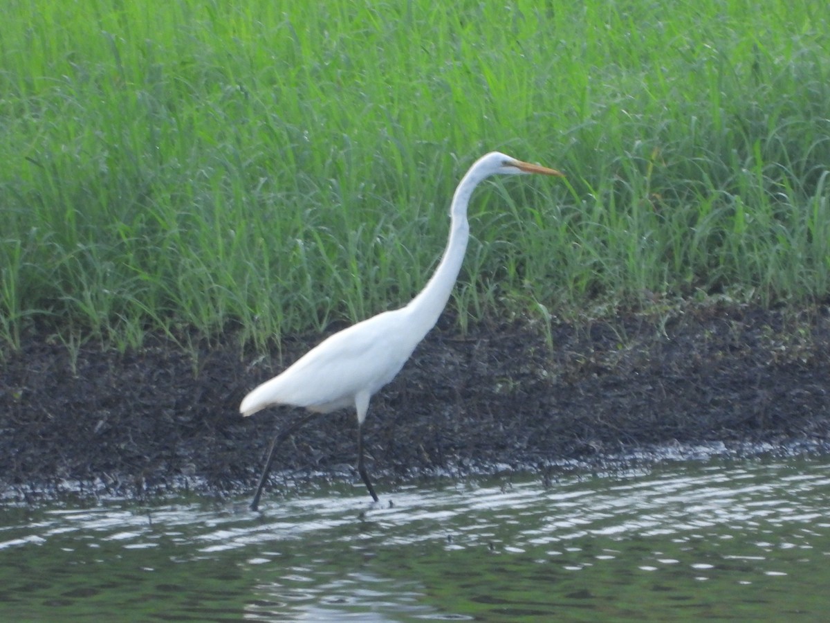 Great Egret - ML622132581