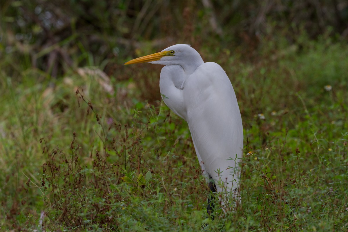 Great Egret - ML622132584