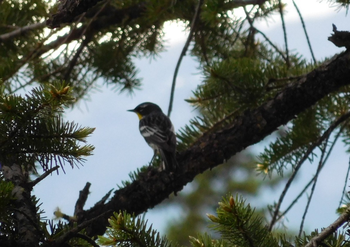 Yellow-rumped Warbler - Larry Bennett