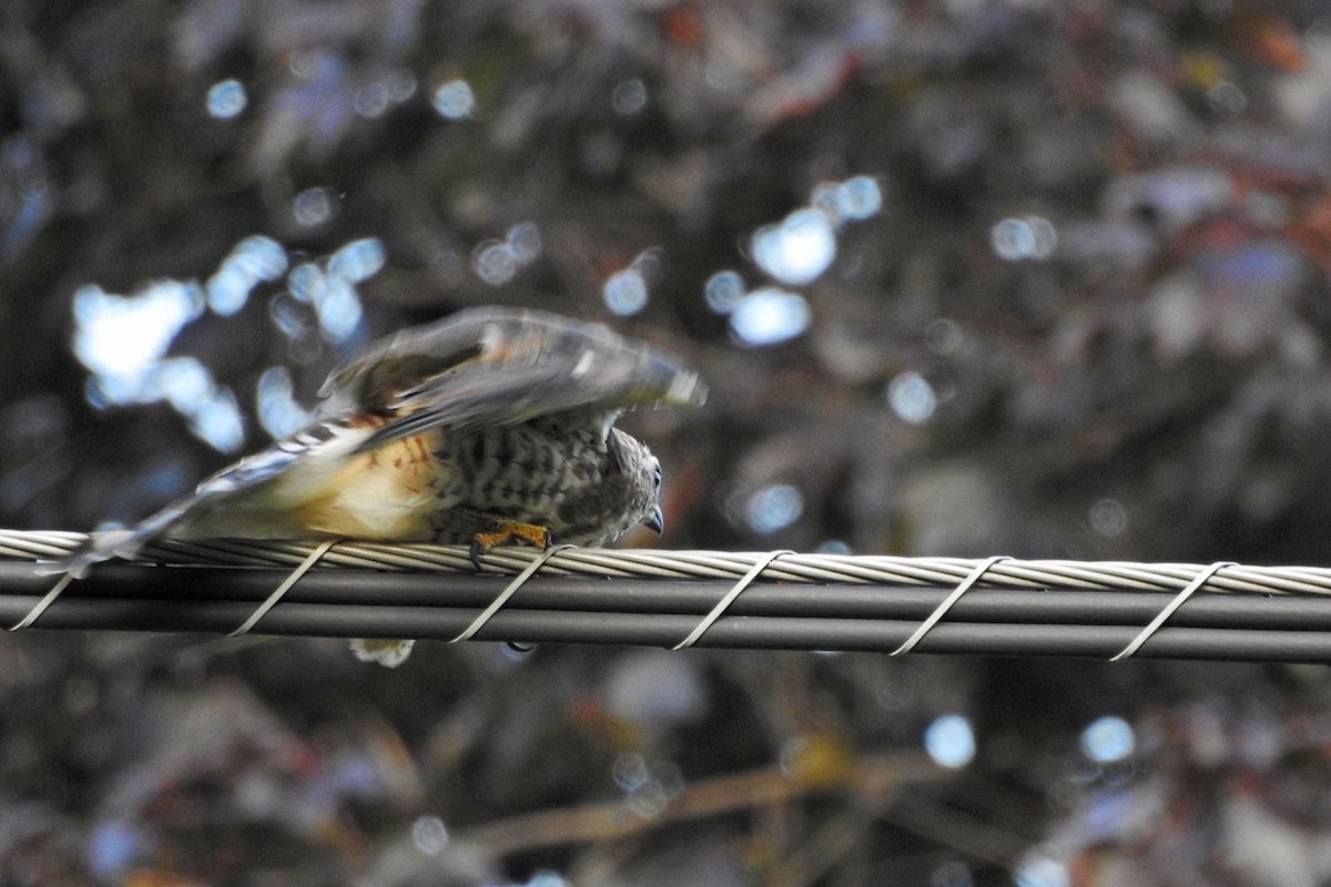 Broad-winged Hawk - ML622132587