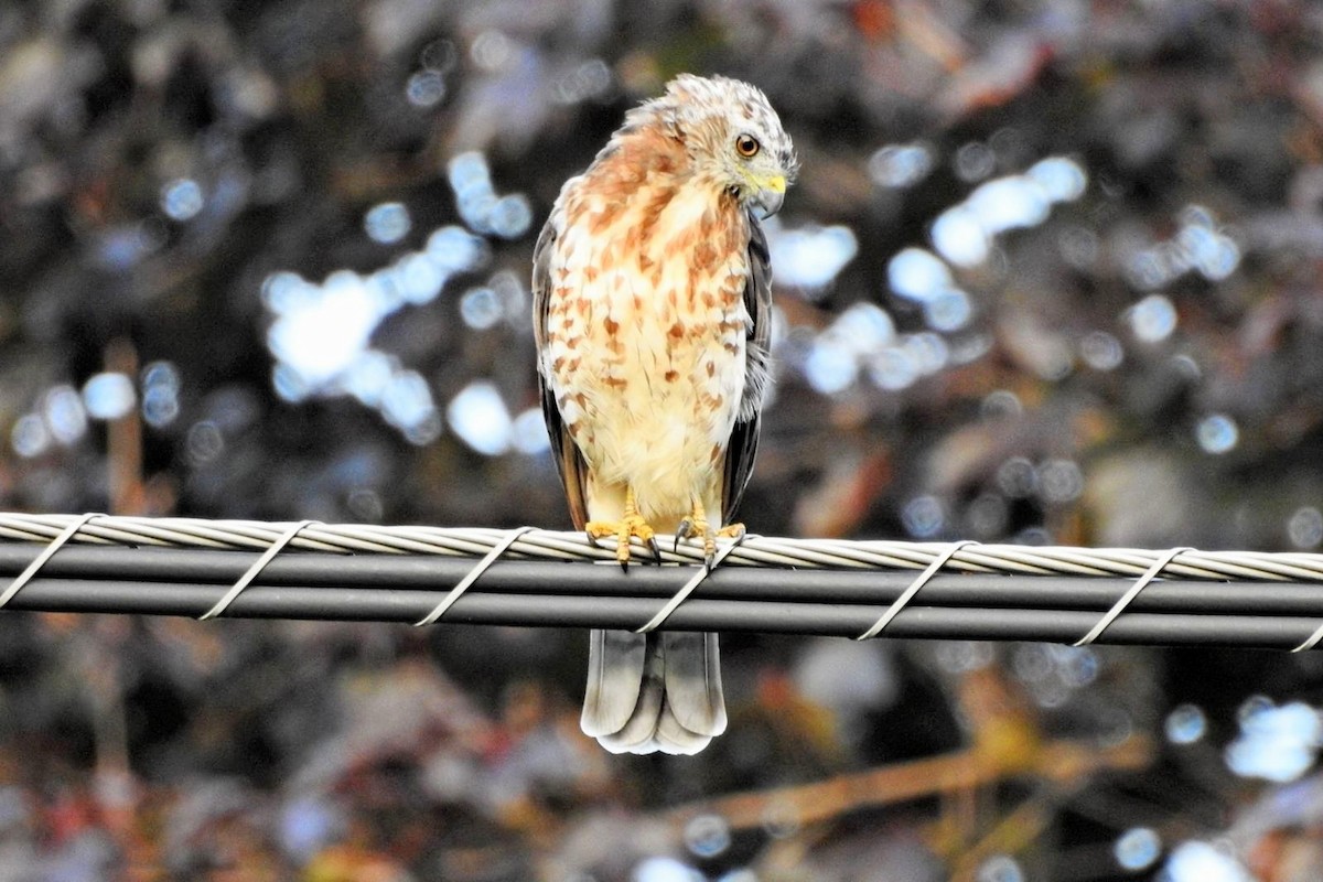 Broad-winged Hawk - ML622132588