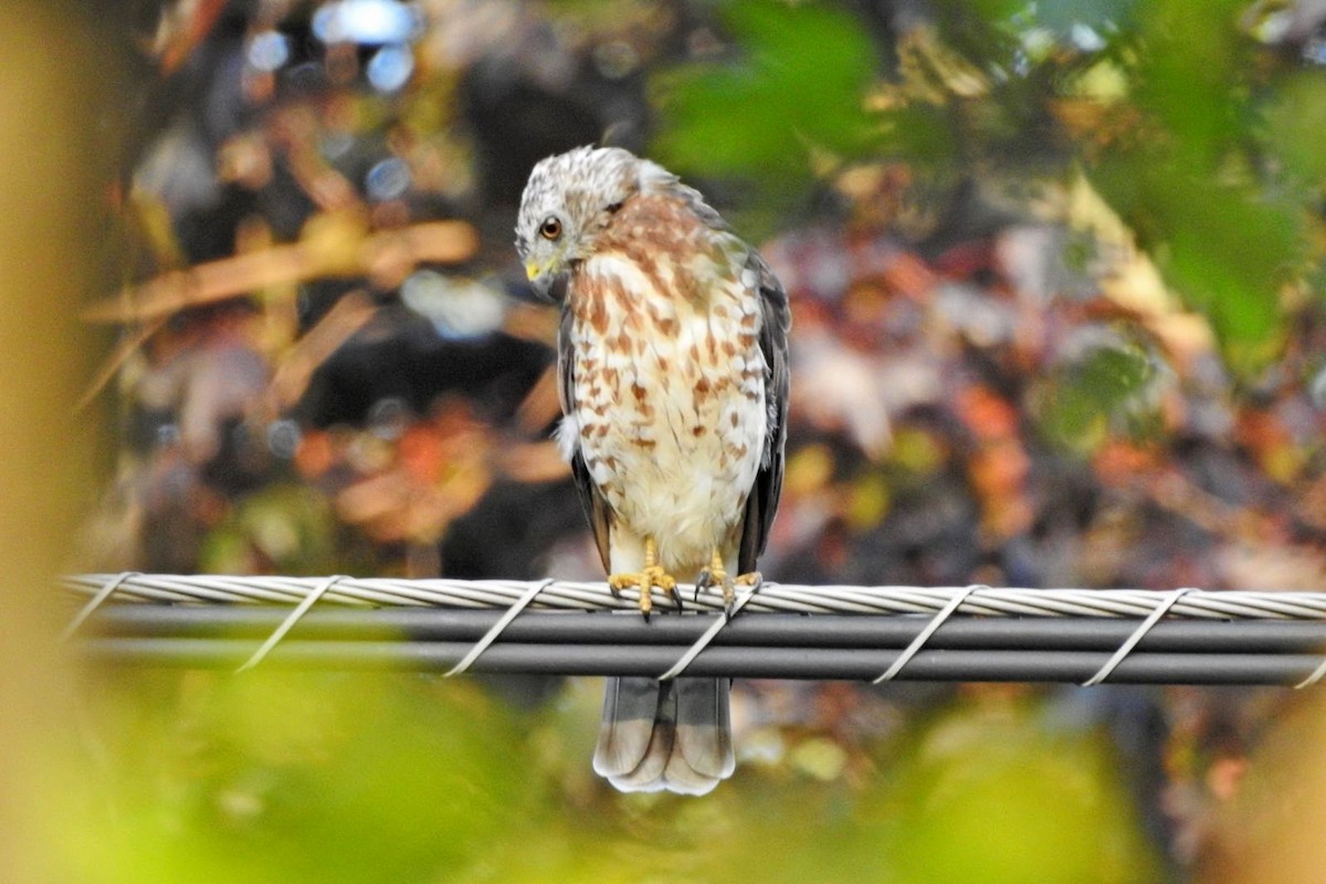 Broad-winged Hawk - ML622132589