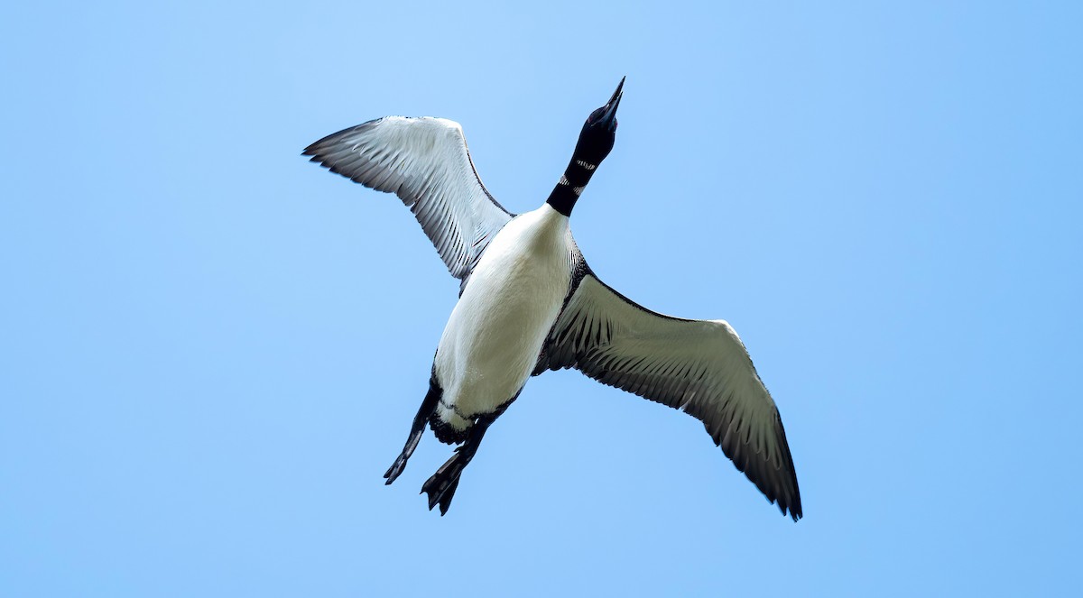 Common Loon - Yannick Fleury