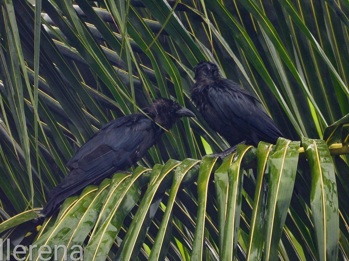 Cuban Crow - ML622132602