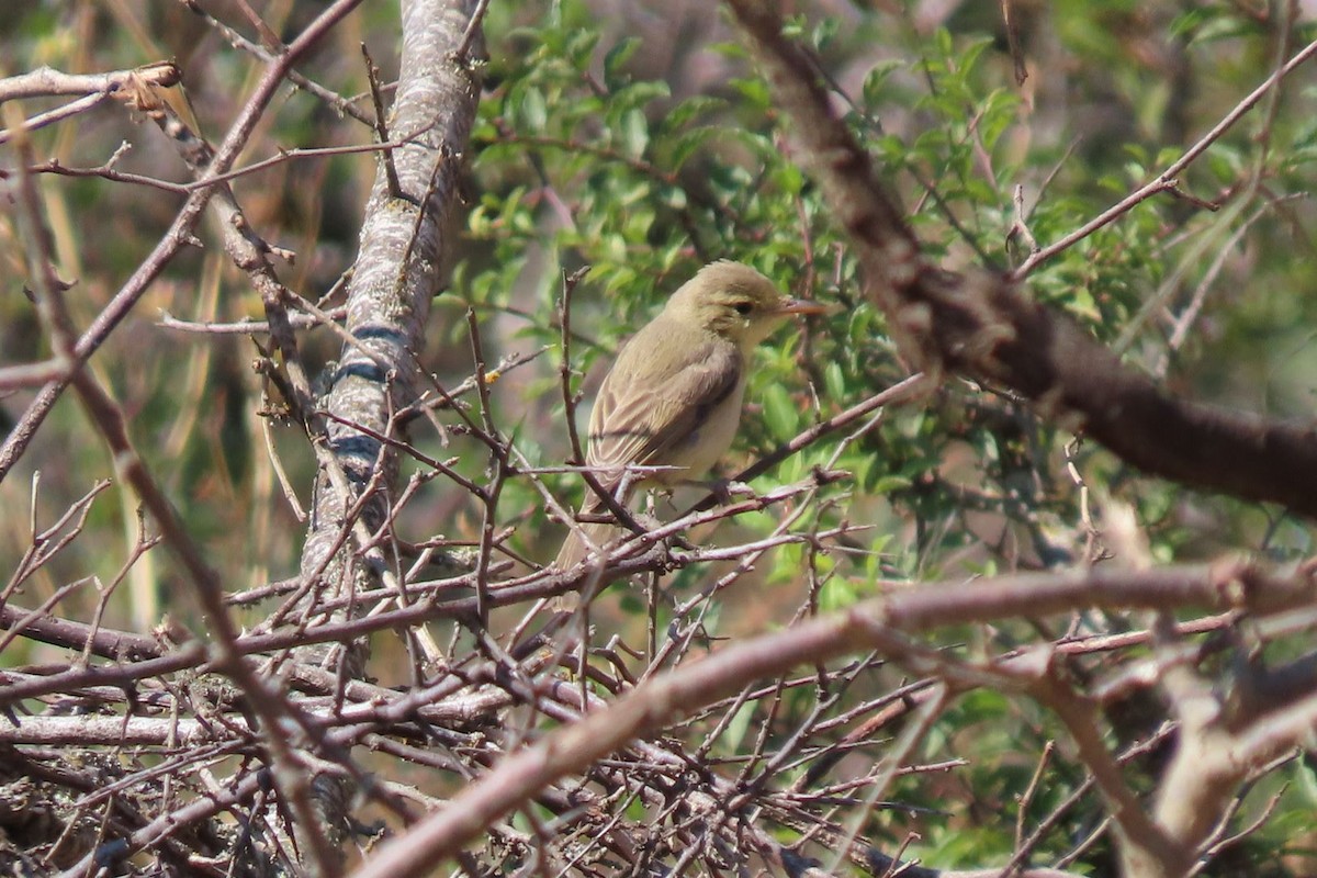 Melodious Warbler - ML622132603