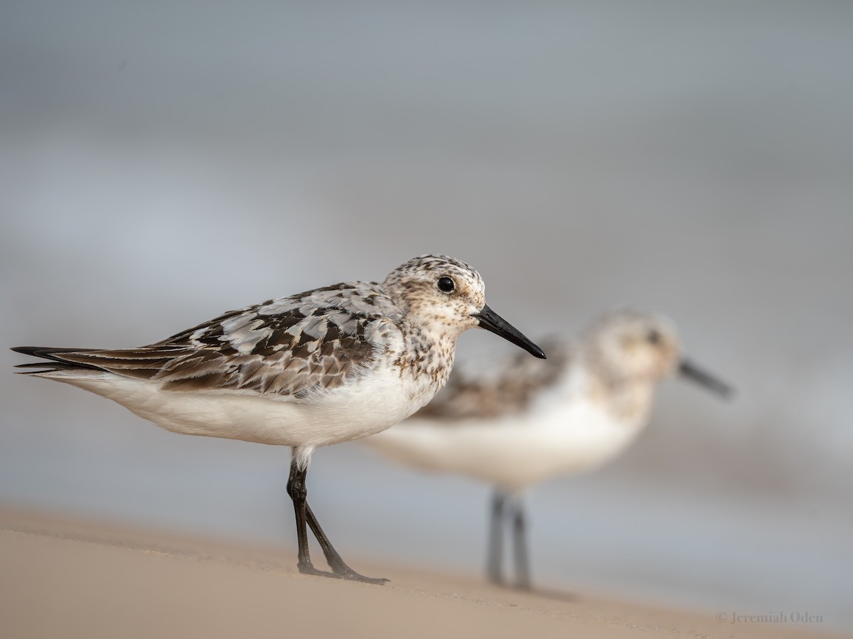 Sanderling - Jeremiah Oden