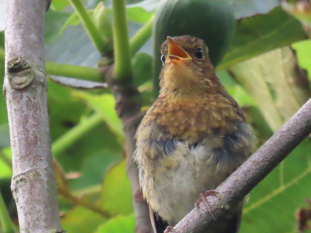 European Robin - ML622132605