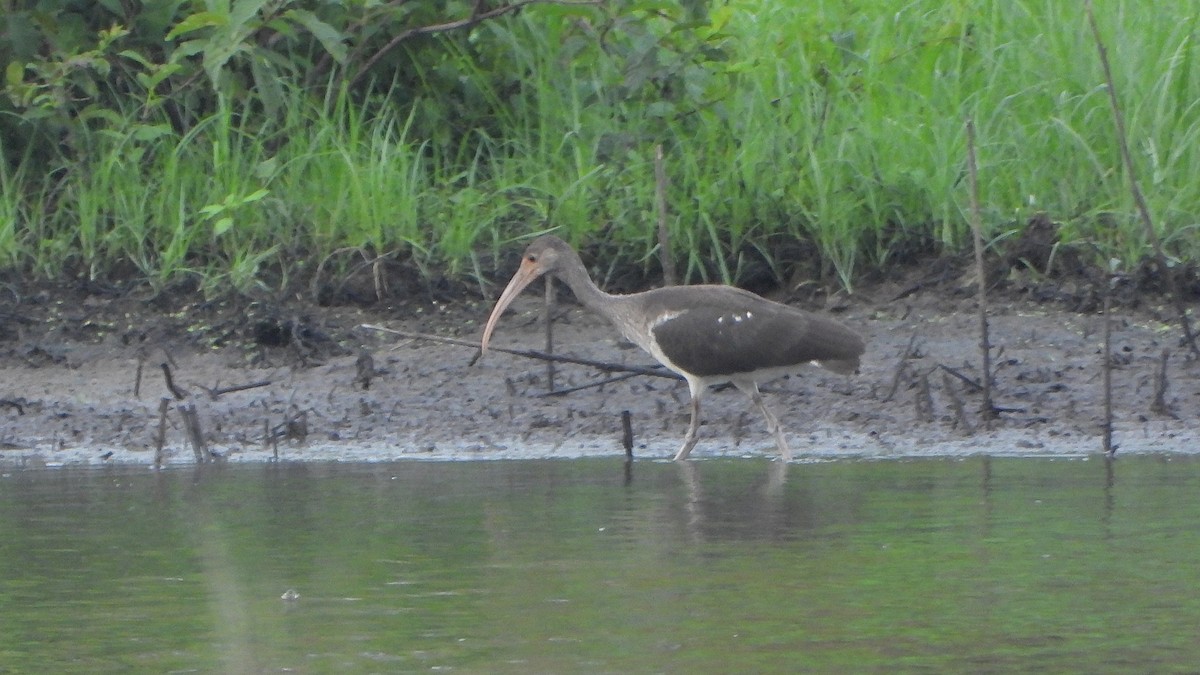 White Ibis - Constance Griner