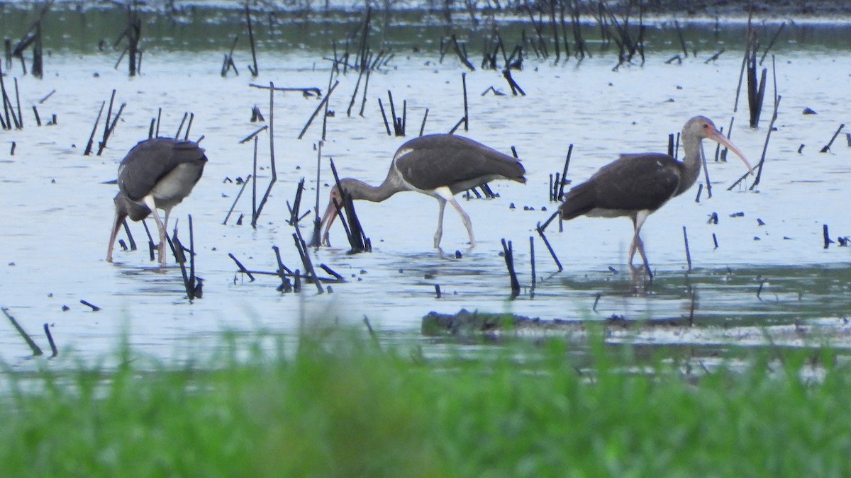 White Ibis - Constance Griner