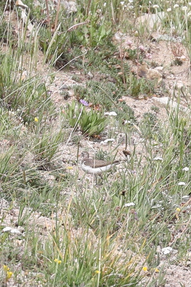 Spotted Sandpiper - ML622132610