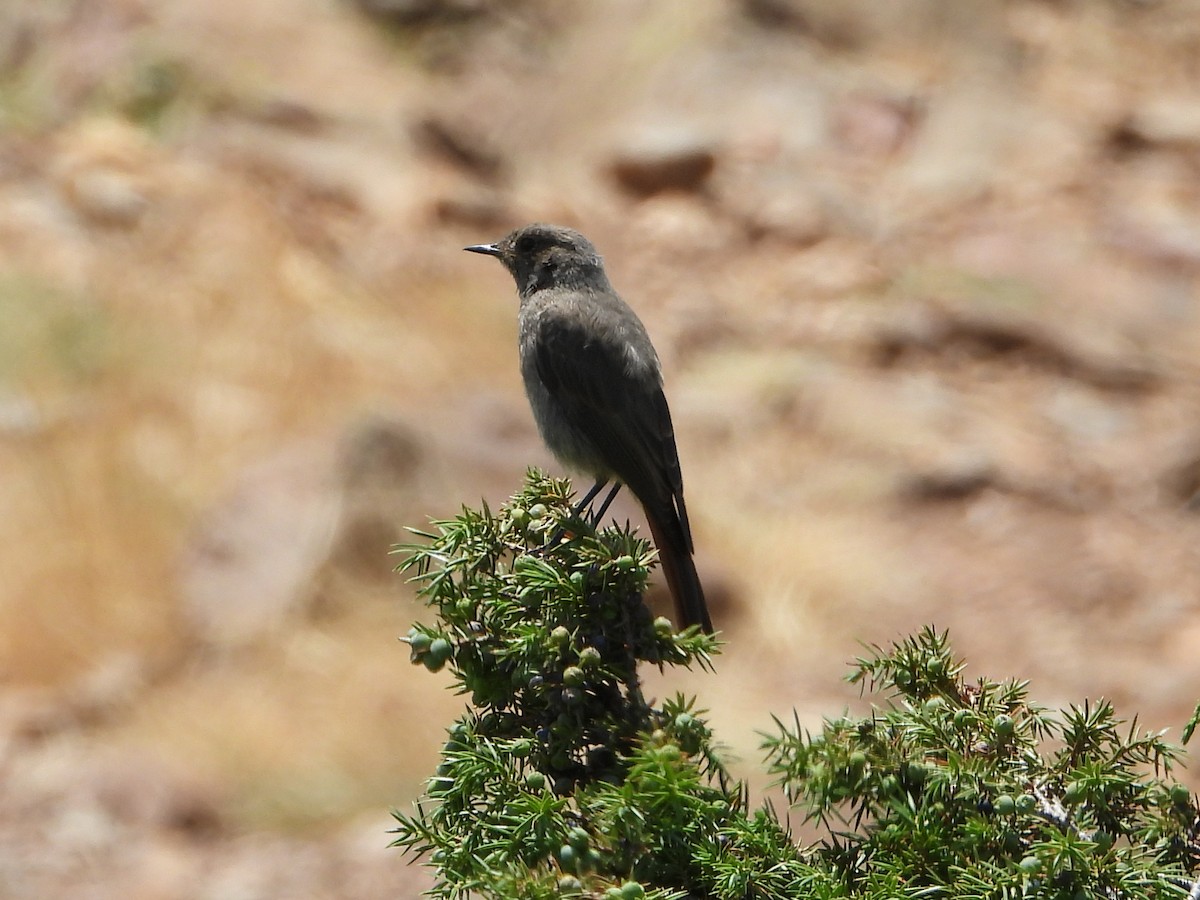 Black Redstart - ML622132611