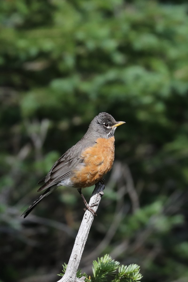 American Robin - ML622132613