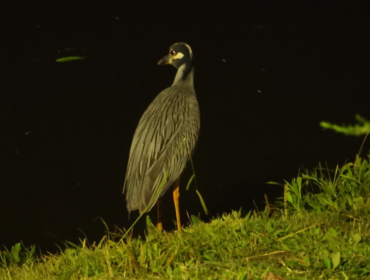 Yellow-crowned Night Heron - ML622132614