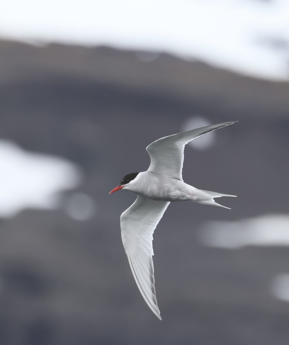 Antarctic Tern (South Georgia) - ML622132617