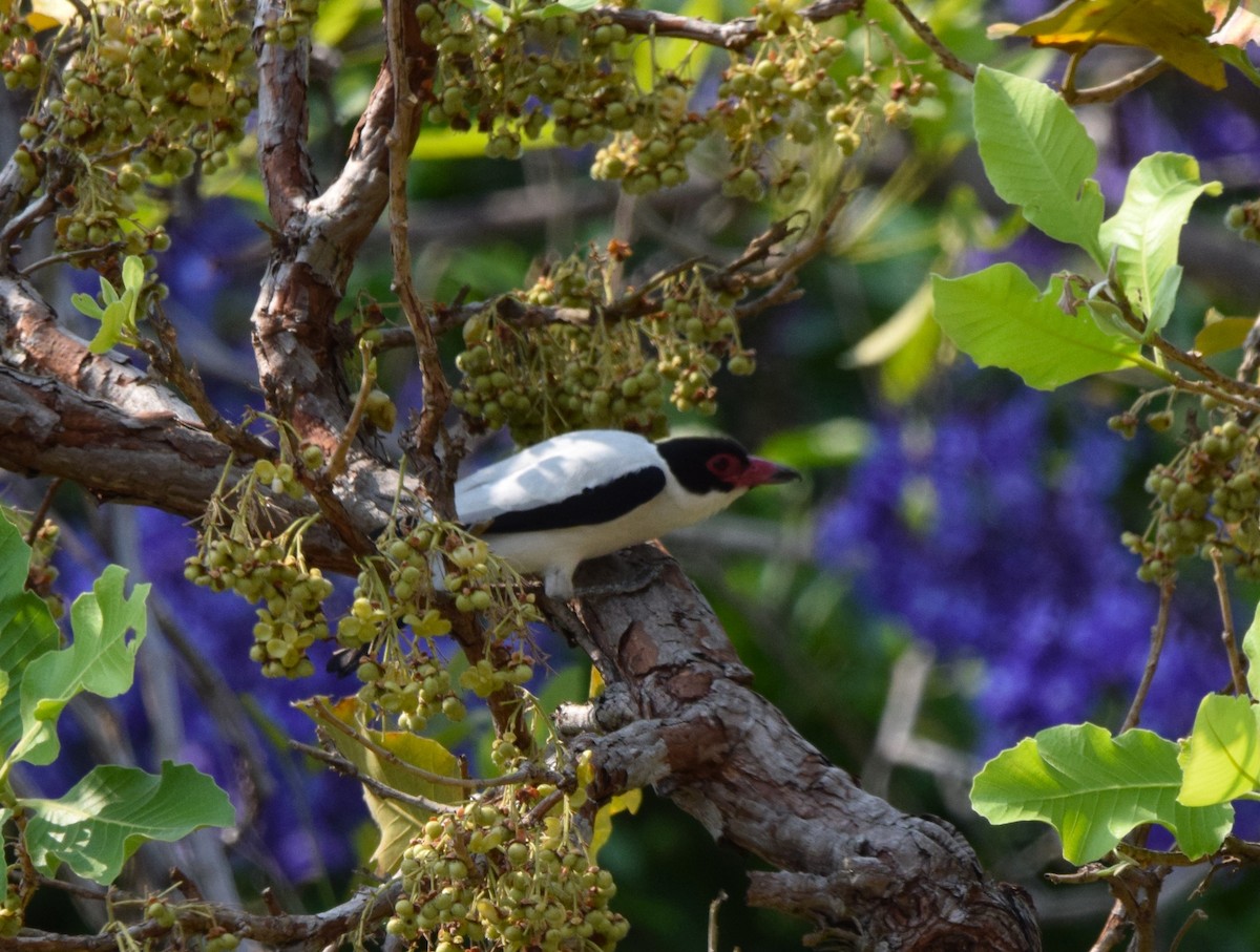 Black-tailed Tityra - ML622132633