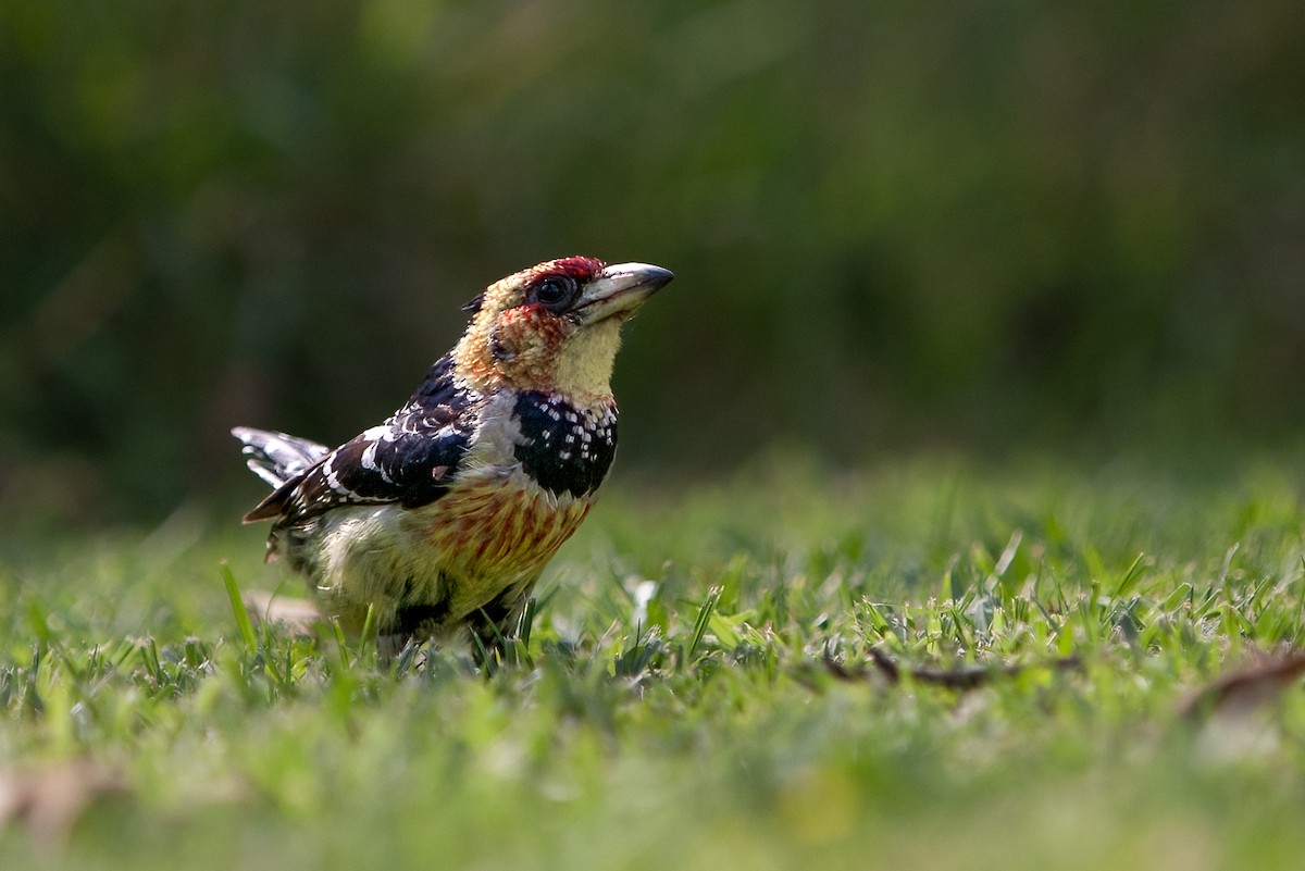 Crested Barbet - ML622132634