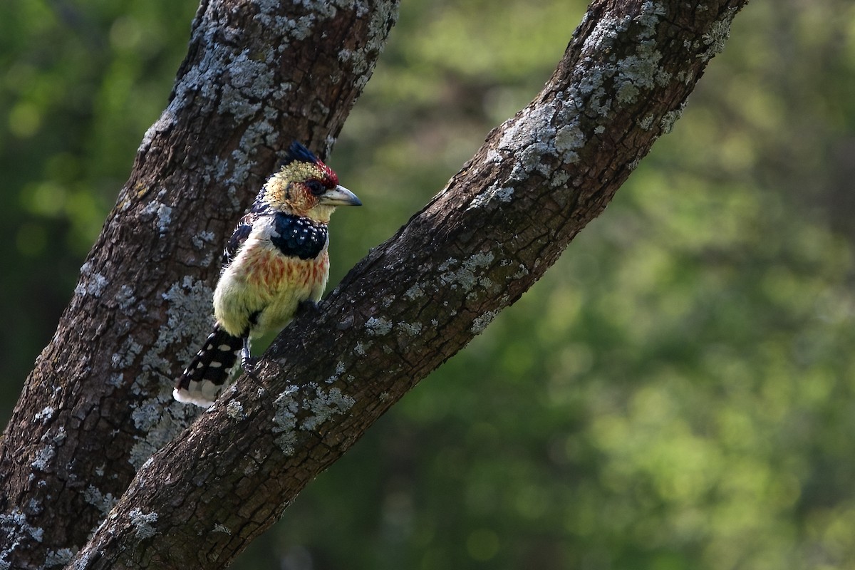 Crested Barbet - ML622132635