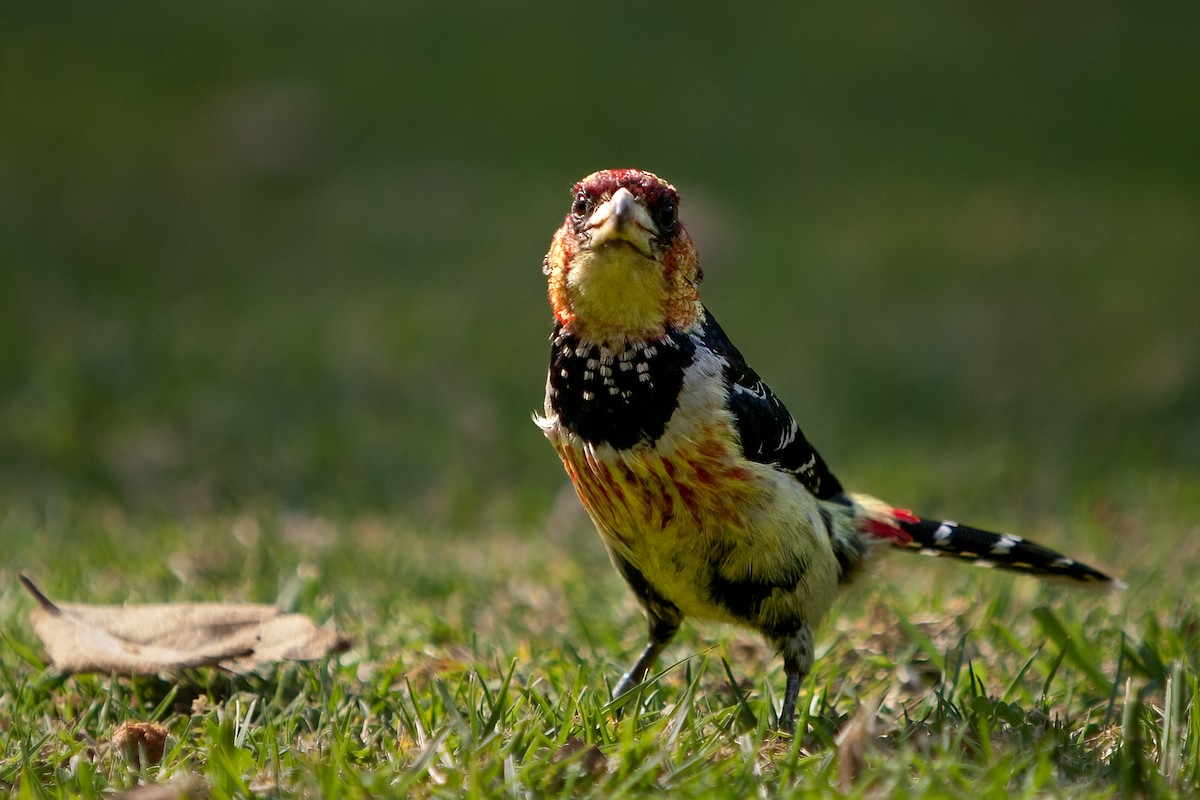 Crested Barbet - ML622132636