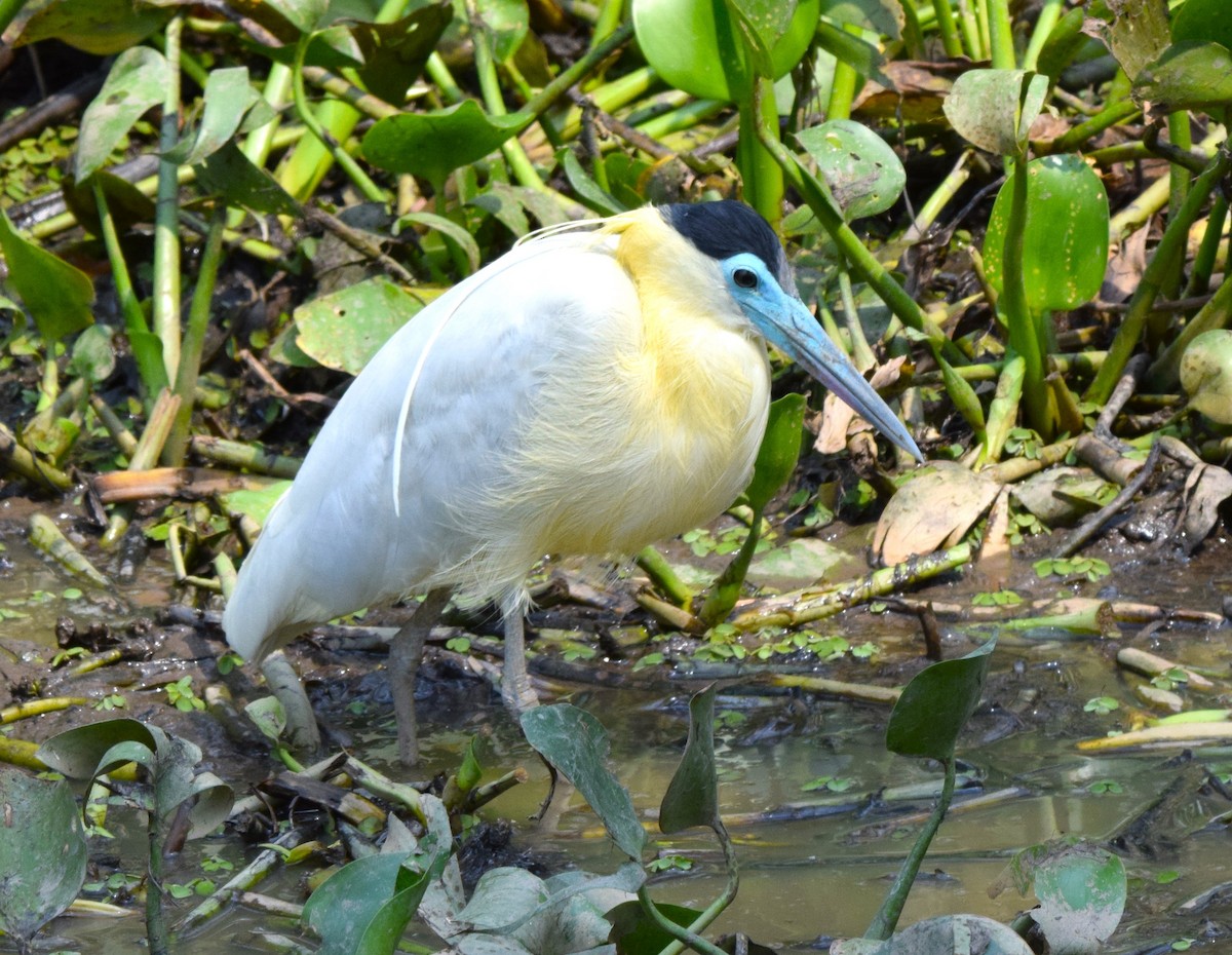 Capped Heron - David  Minoli