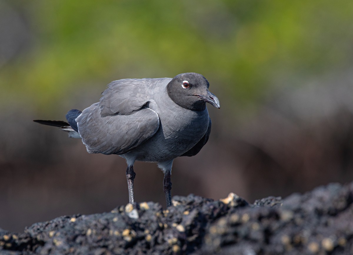 Lava Gull - Neil Dowling