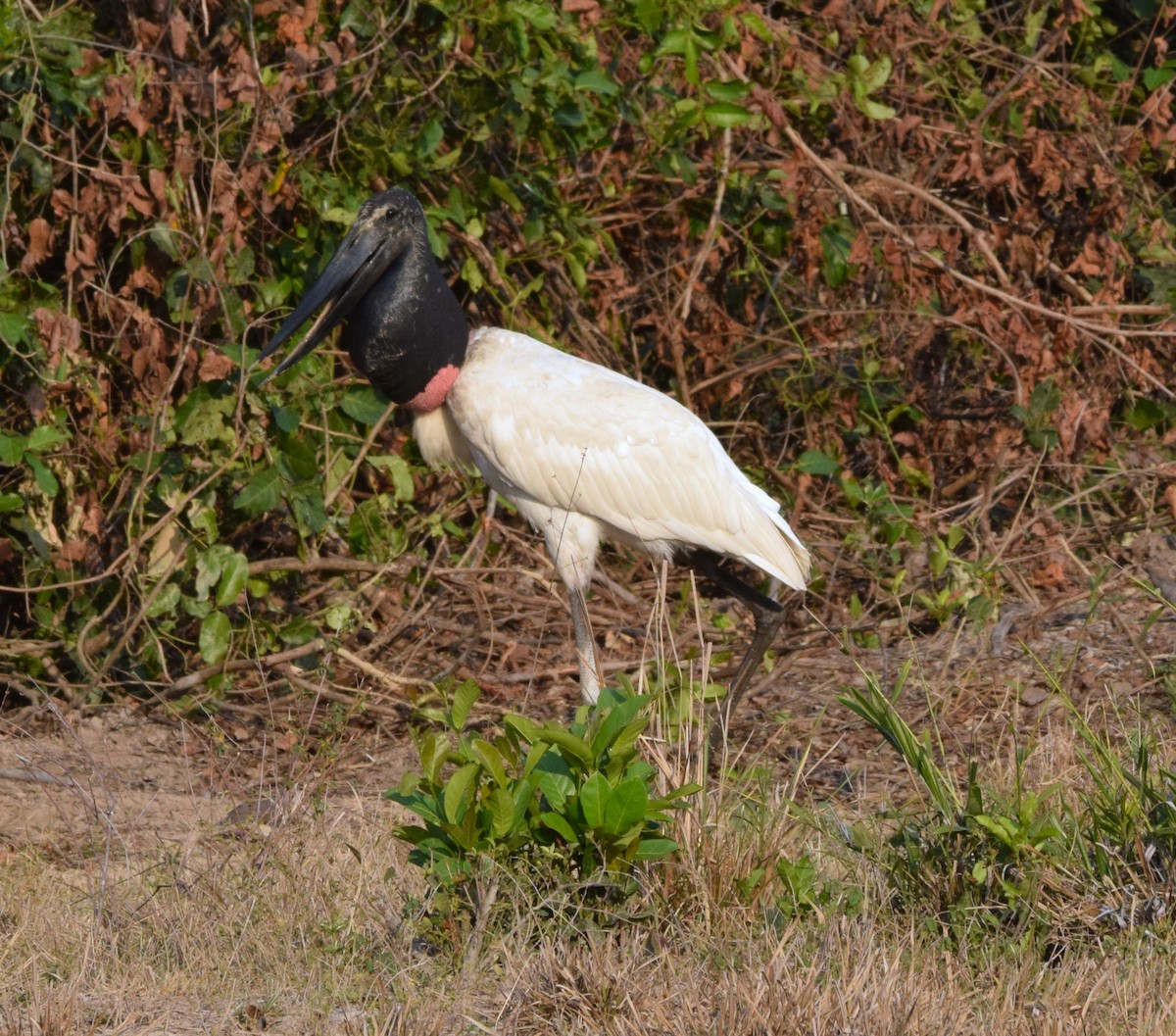 Jabiru - David  Minoli