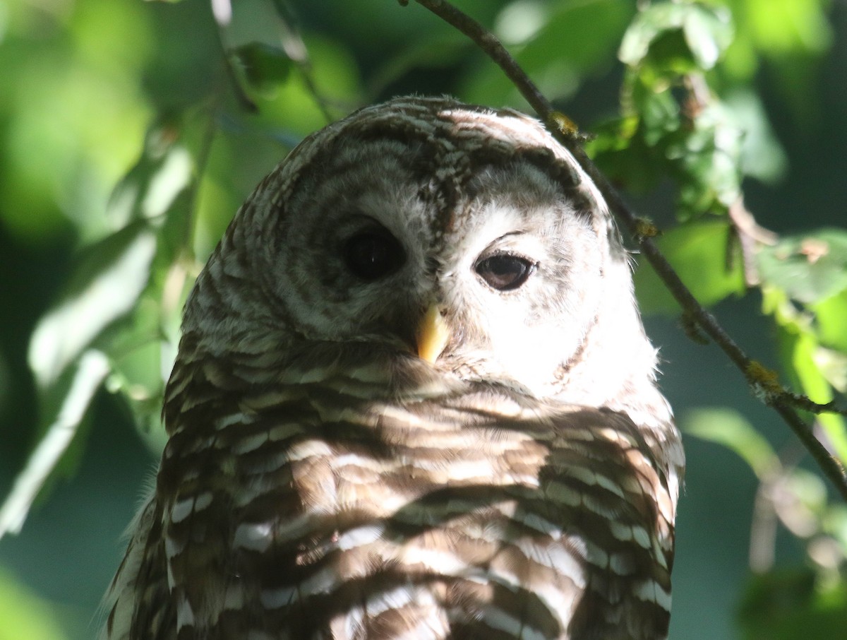 Barred Owl - ML622132641