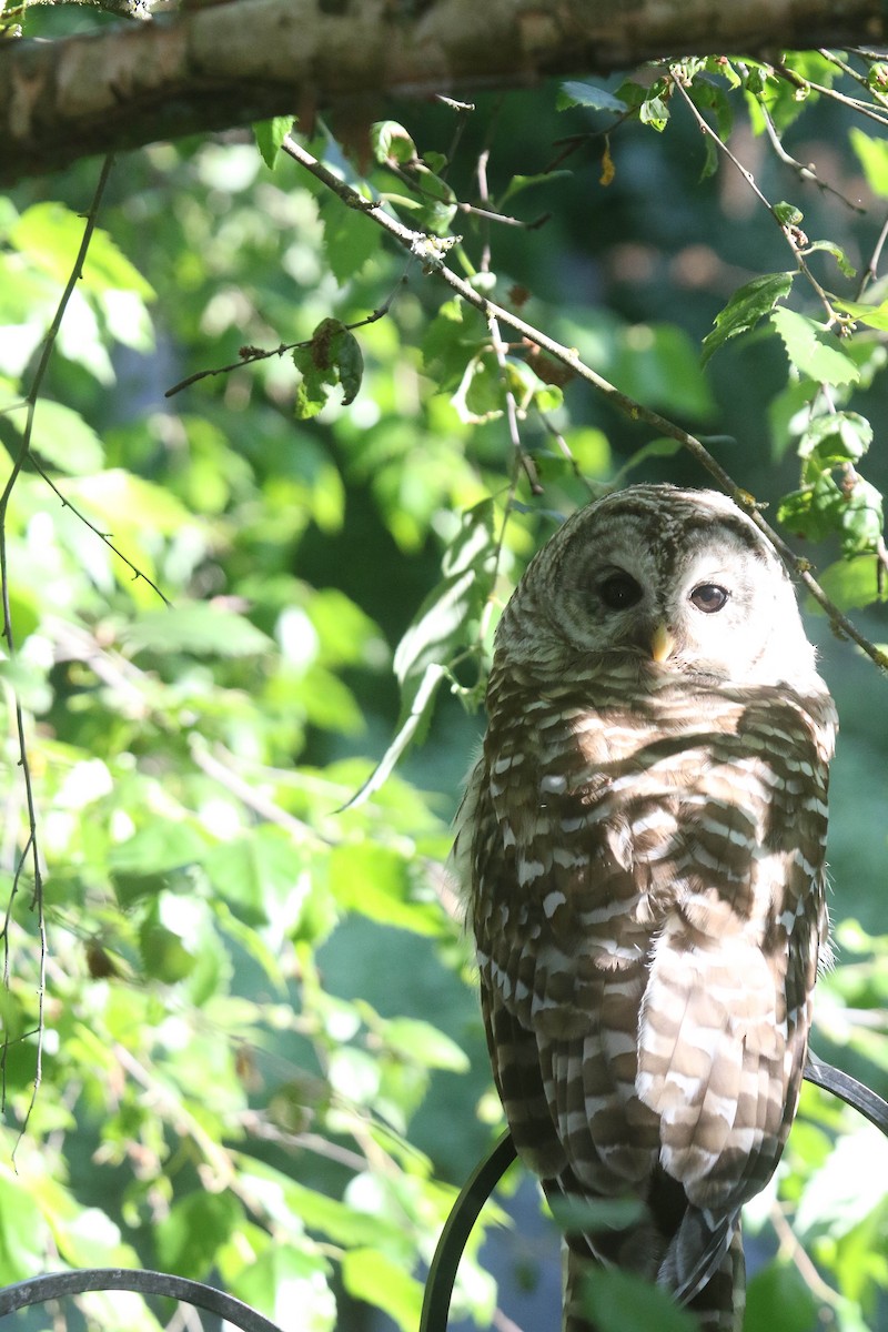 Barred Owl - ML622132642