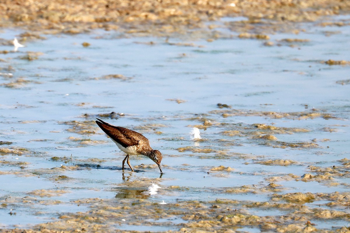 Solitary Sandpiper - ML622132644