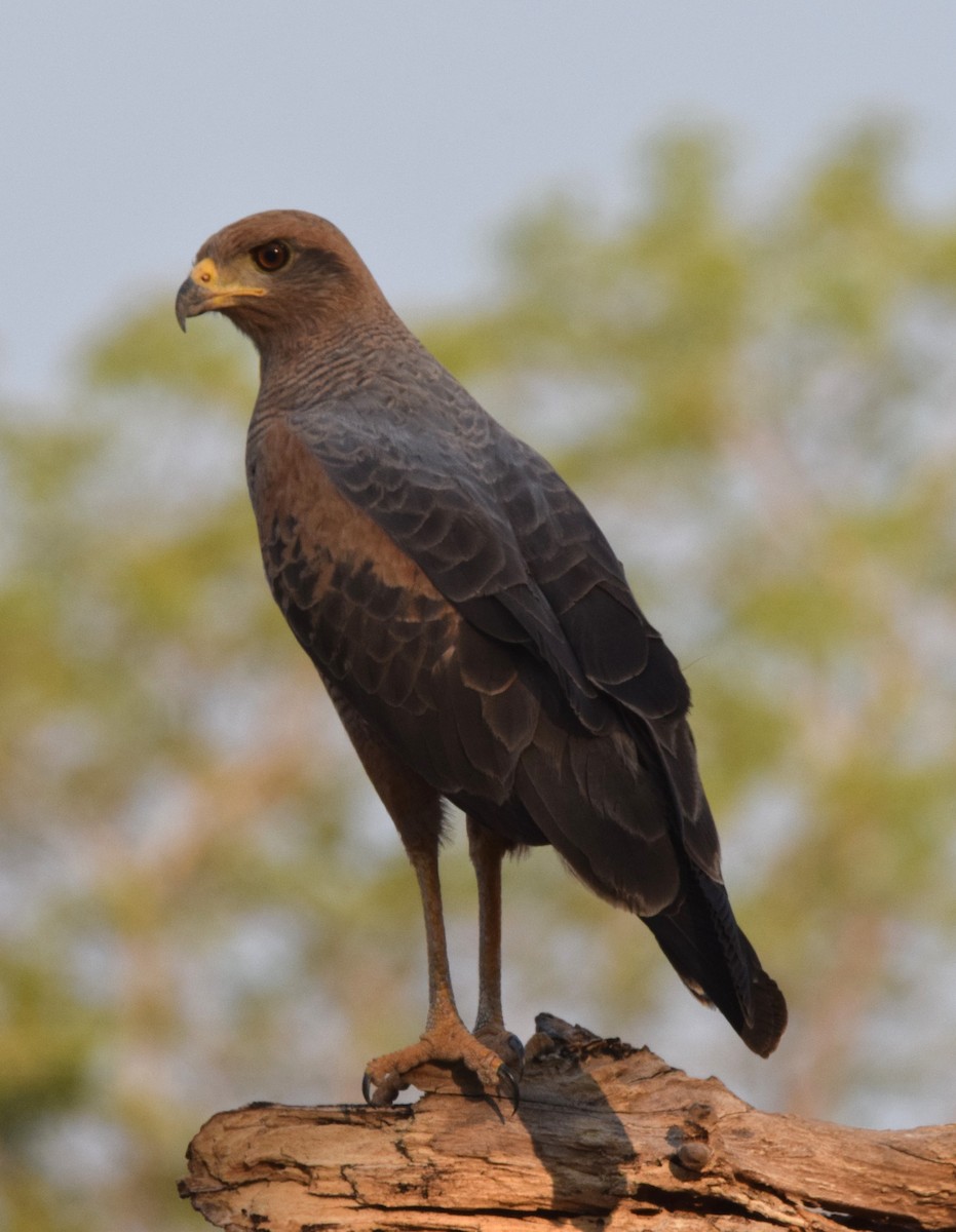 Roadside Hawk - ML622132645