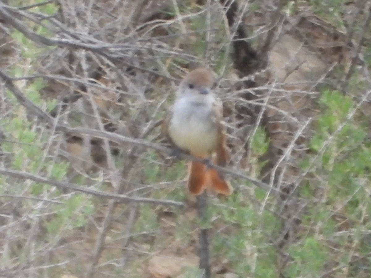 Ash-throated Flycatcher - ML622132646