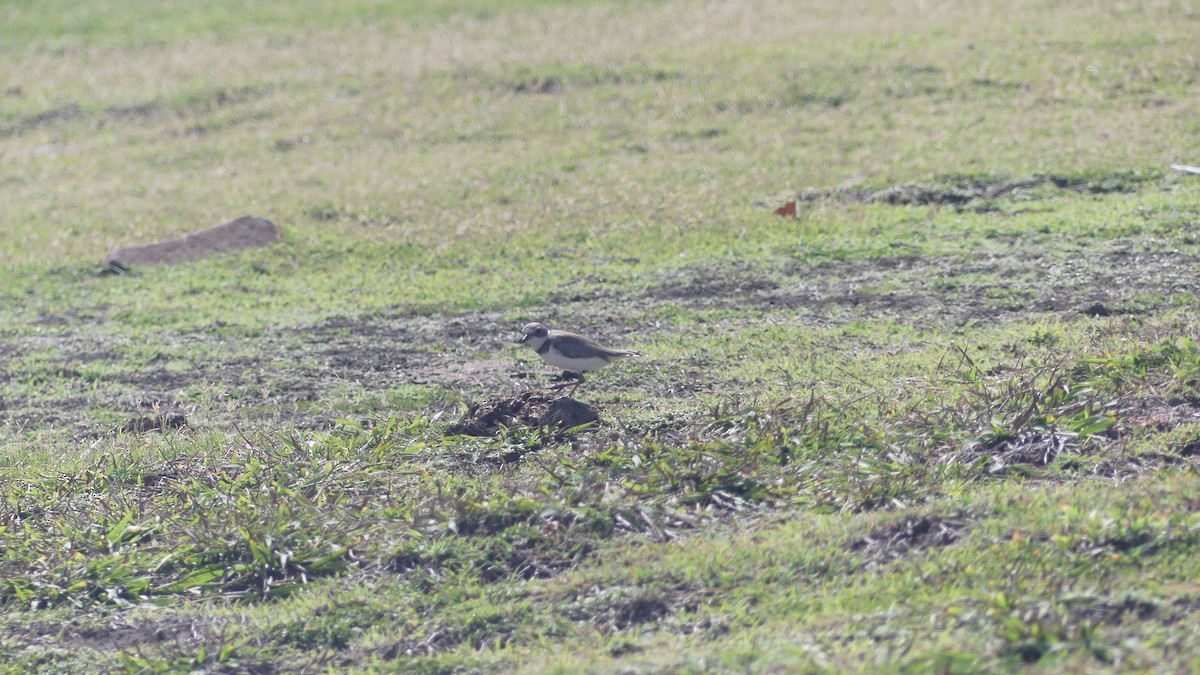 Semipalmated Plover - ML622132647