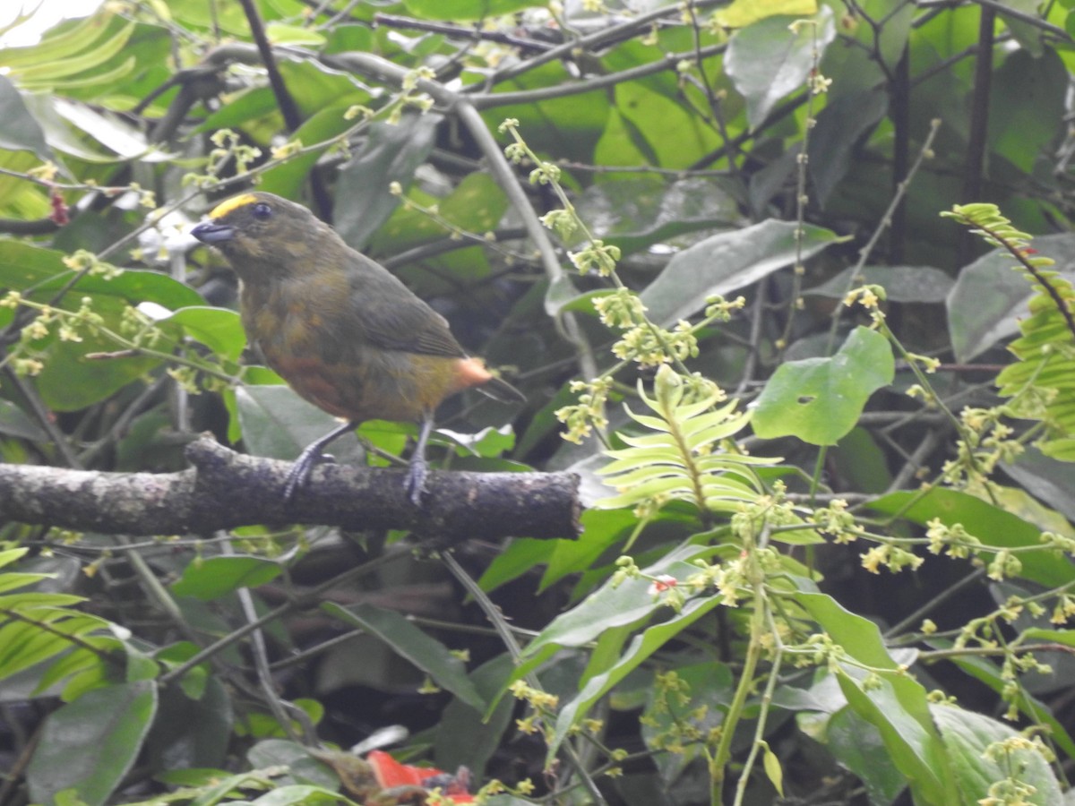 Olive-backed Euphonia - ML622132648