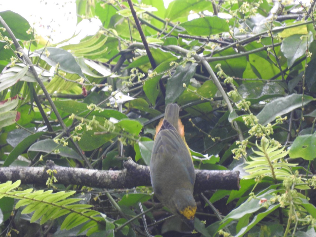 Olive-backed Euphonia - ML622132649