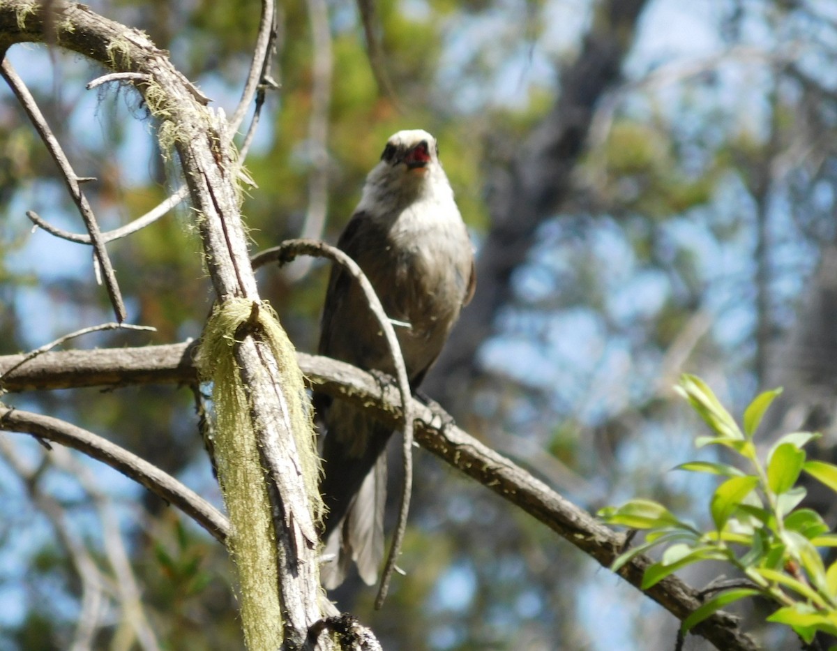 Clark's Nutcracker - ML622132654