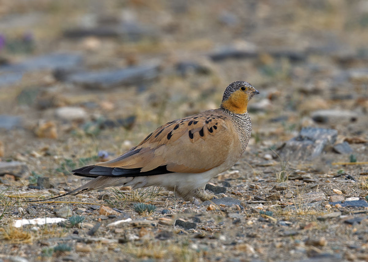 Tibetan Sandgrouse - ML622132656