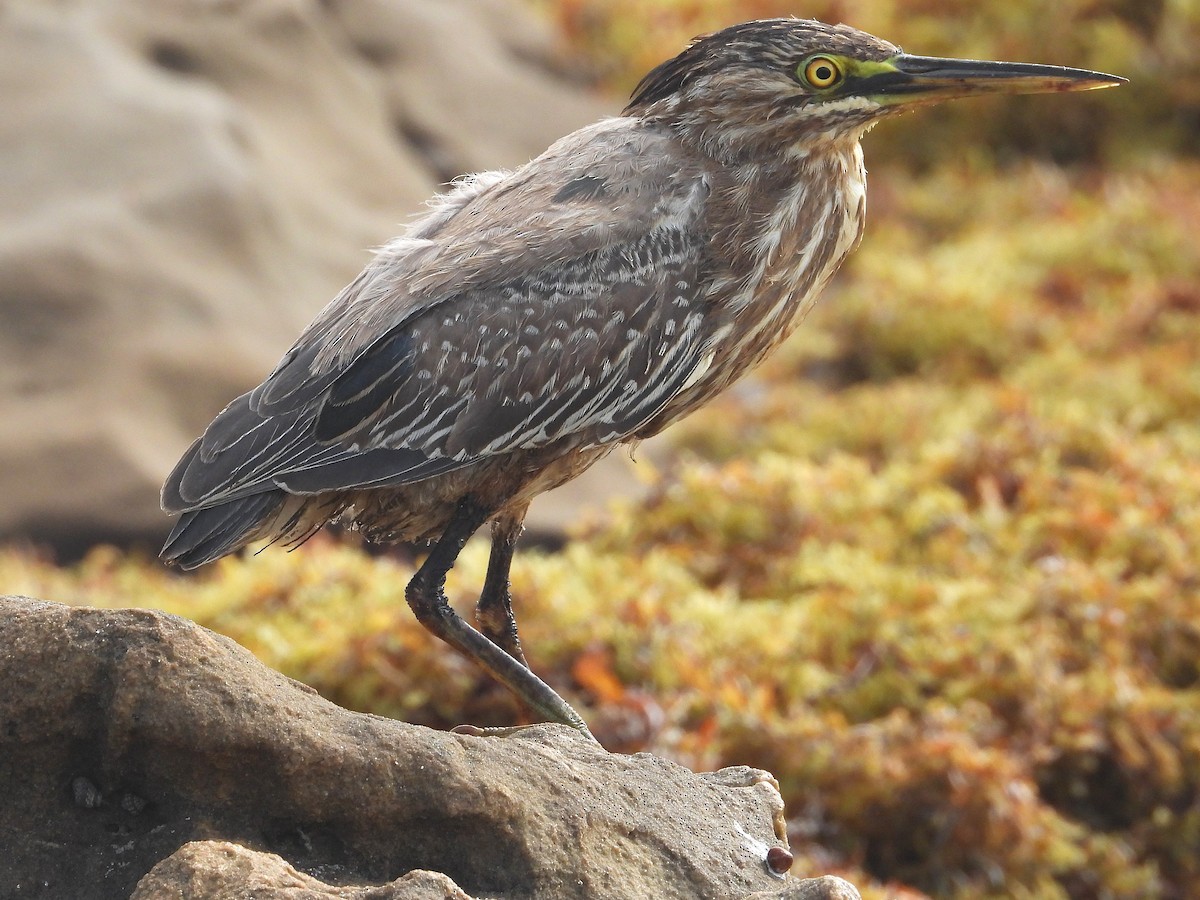 Green Heron - ML622132671