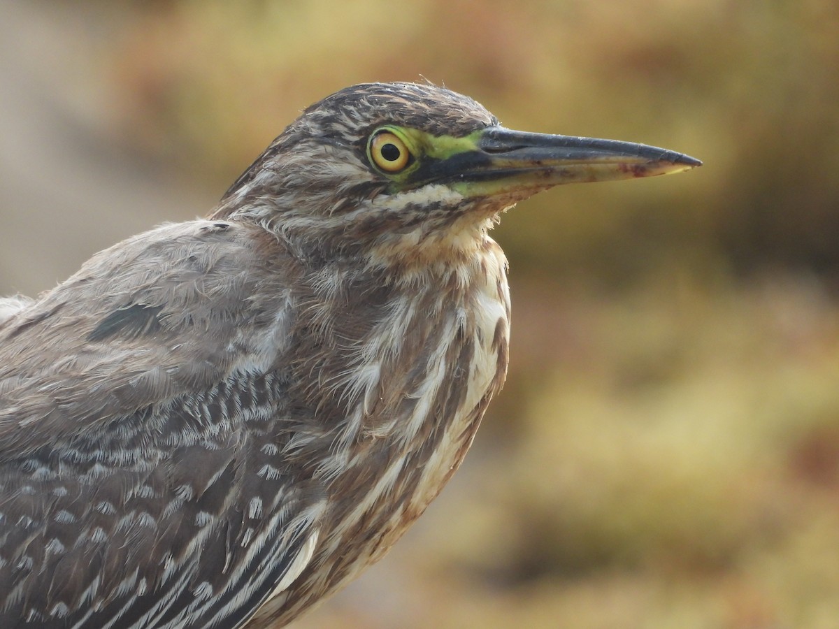 Green Heron - ML622132672