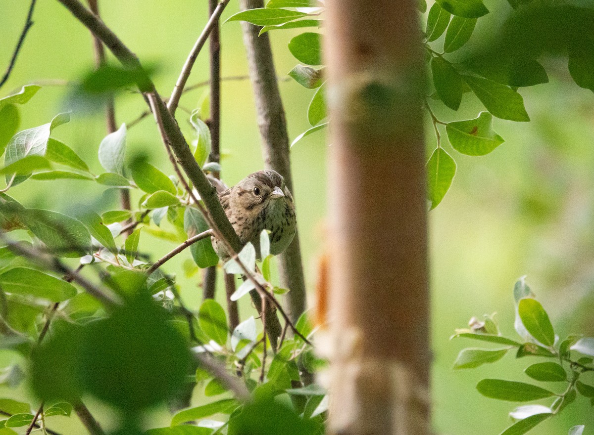 Lincoln's Sparrow - ML622132685