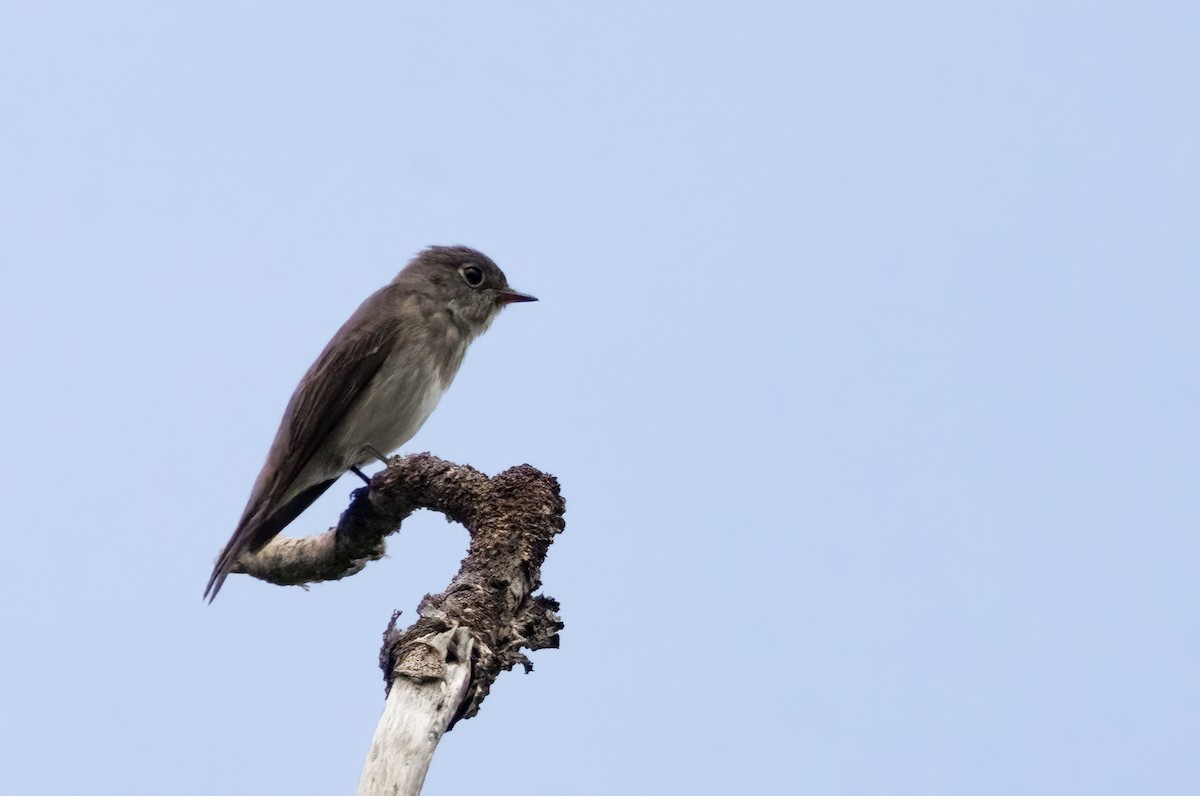 Dark-sided Flycatcher - ML622132694