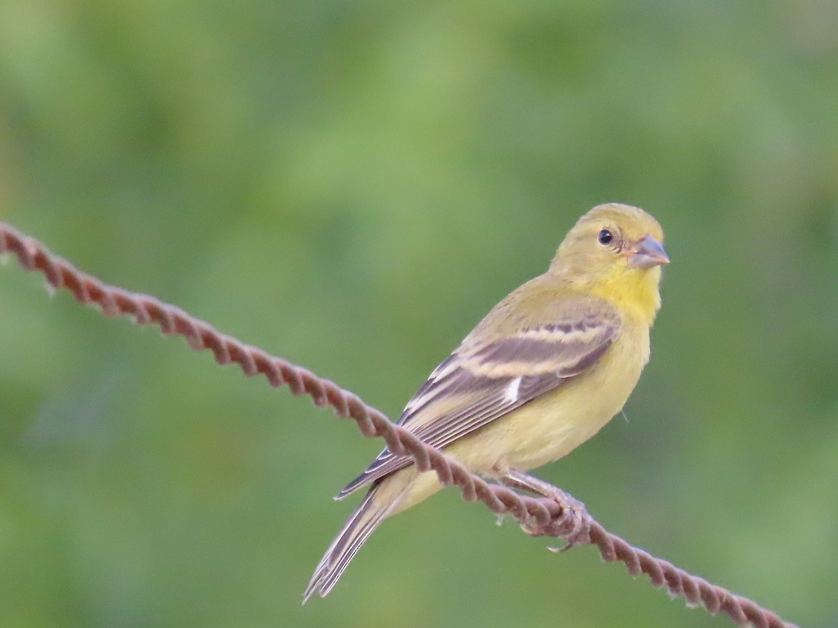 Lesser Goldfinch - ML622132695